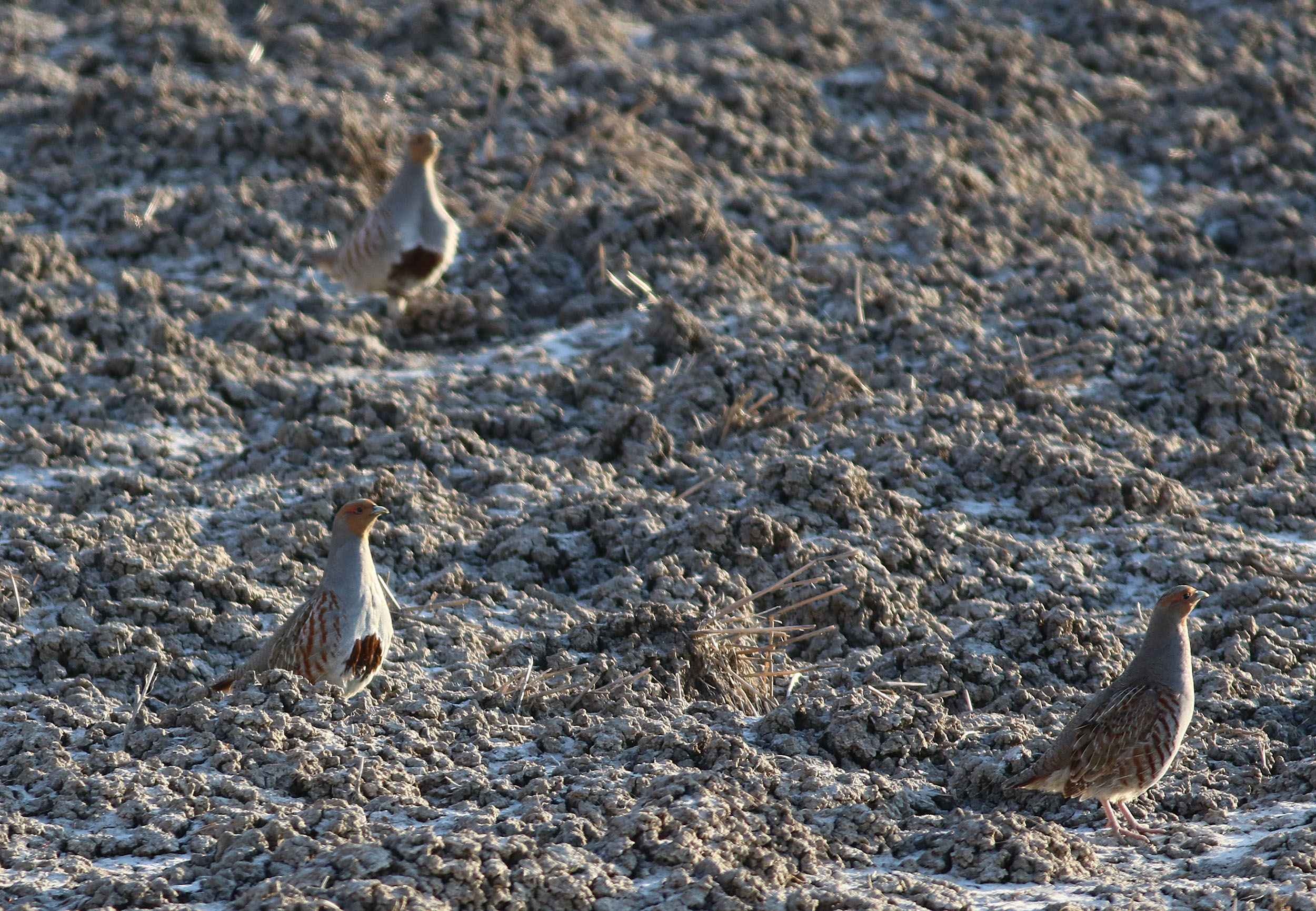 Gray Partridge